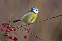 Blaumeise (Cyanistes caeruleus), Villnachern