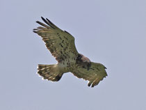 Schlangenadler (Circaetus gallicus), Urserental UR