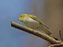 Waldlaubsänger (Phylloscopus sibilatrix), Biebrza Nationalpark, Polen