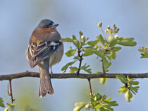Buchfink (Fringilla coelebs) M, Flachsee