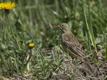 Ortolan (Emberica hortulana), Reisfeld Brugg