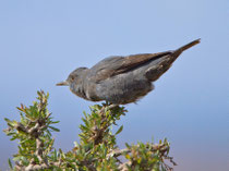 Blaumerle (Monticola solitarius), Aouluz, Marokko