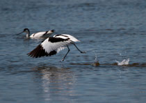 Säbelschnäbler (Recurvirostra avosetta), Ria Formosa, Portugal