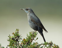 Blaumerle (Monticola solitarius), Aouluz, Marokko