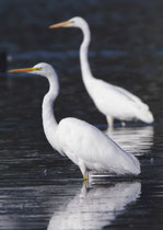 Silberreiher (Casmerodius alba), Klingnauer Stausee