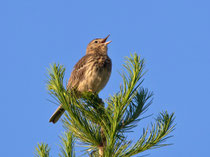 Baumpieper (Anthus trivialis), Bedretto TI