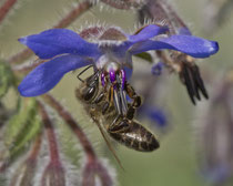 Honigbiene (Apis mellifera), Villnachern