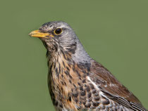 Wacholderdrossel (Turdus pilaris), Flachsee