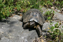 Griechische Landschildkröte (Testudo hermanni), Peloponnes, Griechenland