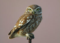Steinkauz (Athene noctua), Massa-Nationalpark / Marokko