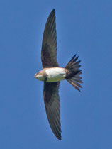 Alpensegler (Apus melba), Seengen