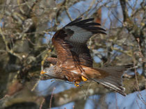 Rotmilan (Milvus milvus), Limmatspitz