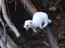 Hermelin (Mustela erminea), Klingnauer Stausee