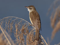 Drosselrohrsänger (Acrocephalus arundinaceus), Klingnauer Stausee