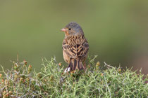 Grauortolan (Emberiza caesia), Lesbos