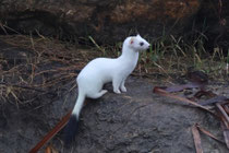 Hermelin (Mustela erminea), Klingnauer Stausee