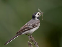 Bachstelze (Motacilla alba), Flachsee