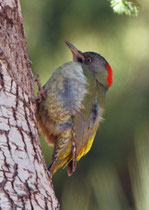 Atlasgrünspecht (Picus vaillantii), Oukaimeden, Marokko