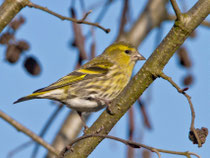 Erlenzeisig (Carduelis spinus), Stille Reuss b. Rottenschwil