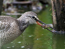 Dunkler Wasserläufer (Tringa erythropus), Wauwilermoos LU