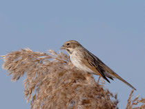 Rohrammer (Emberiza schoeniclus), Gletterens FR