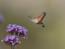 Taubenschwänzchen (Macroglossum stellatarum), Villnachern