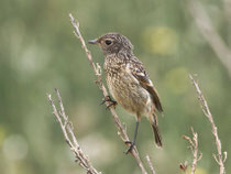 Schwarzkehlchen (Saxicola torquatus), Jungvogel, Es Calobrar, Mallorca