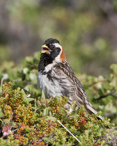 Spornammer (Calcarius lapponicus), Varanger, Norwegen