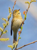 Fitis (Phylloscopus trochilus), Biebrza Nationalpark, Polen