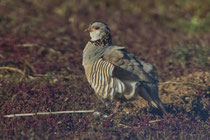 Felsenhuhn (Alectoris barbara), Fuerteventura