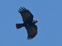 Alpenkrähe (Pyrrhocorax pyrrhocorax), Rotafen bei Leuk VS