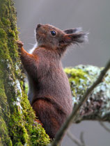 Eichhörnchen (Sciurus vulgaris), Villnachern