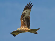 Rotmilan (Milvus milvus), Birrfeld