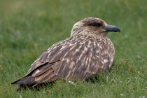 Skua (Stercorarius skua), Shetland GB