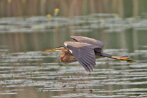 Purpurreiher (Ardea purpurea), Stille Reuss bei Rottenschwil