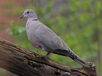 Türkentaube (Streptopelia decaocto, Villnachern