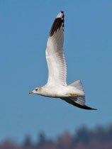 Sturmmöwe (Larus canus), Eschenz am Untersee