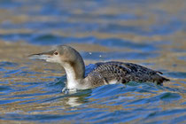 Pazifiktaucher (Gavia pacifica), Silvaplana