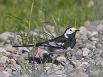 Trauerbachstelze (Motacilla alba yarrellii), Mull GB