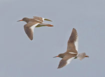 Rotschenkel (Tringa totanus), Husavik, Island