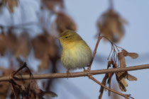 Zilpzalp (Phylloscopus collybita), Klingnauer Stausee