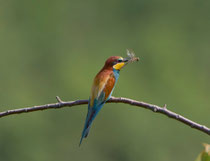 Bienenfresser (Merops apiaster), Kaiserstuhl DE