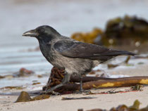 Nebelkrähe (Corvus Cornix), Helgoland DE
