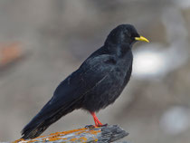Alpendohle (Pyrrhocorax graculus), Gemmi VS