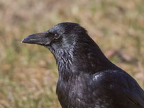 Rabenkrähe (Corvus corone), Flachsee