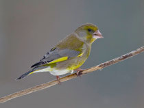 Grünfink (Carduelis chloris), Villnachern