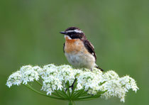 Braunkehlchen (Saxicola rubetra), Geschinen VS