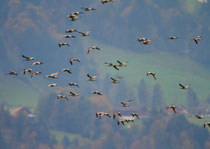 Grosser Brachvogel (Numenius arquata), Nuolener Ried