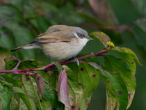 Dorngrasmücke (Sylvia communis, Krümmi