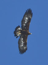 Steinadler (Aquila chrysaetos), Gemmipass VS